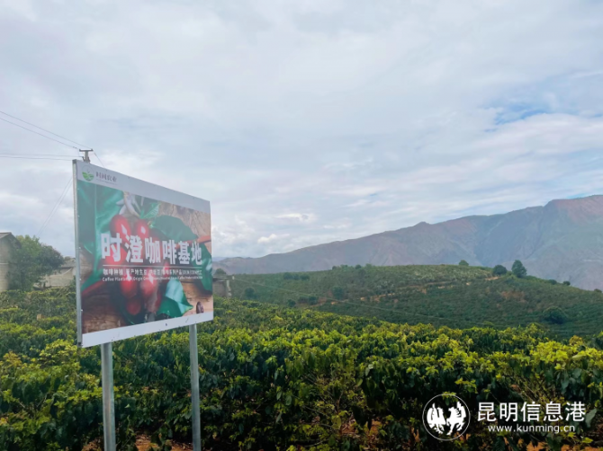 从彩云之南到世界舞台 “云南时间农业”让咖啡香飘全球